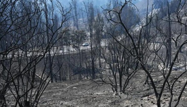 Tragedia en Chile, 19 vidas perdidas y desolación por devastadores incendios forestales