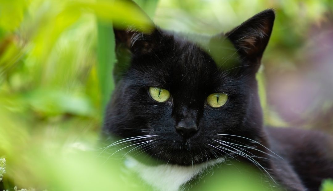 ¿Por qué algunas personas no son del agrado de los gatos? Estos son los factores que influyen