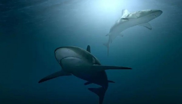 MinAgricultura reitera su apoyo a la prohibición del aleteo en Colombia