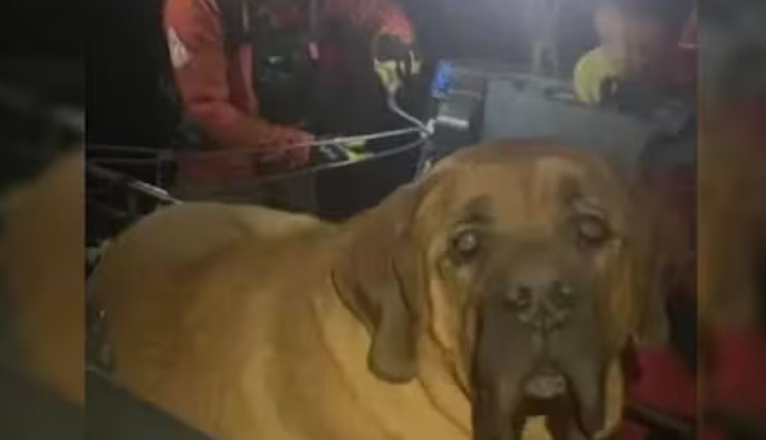 Bomberos rescatan a Floyd, un perrito de 86 kilos atrapado en una montaña