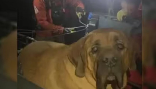 Bomberos rescatan a Floyd, un perrito de 86 kilos atrapado en una montaña