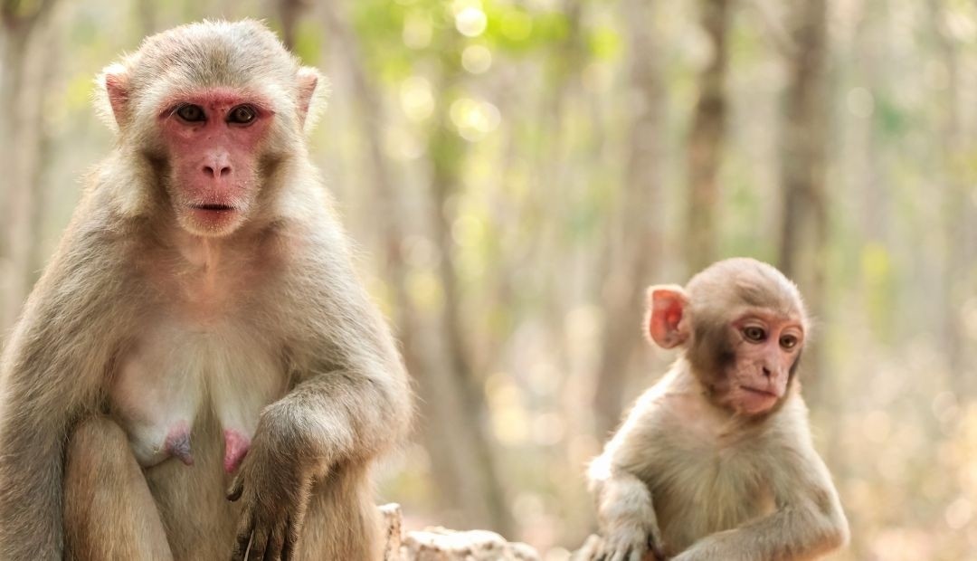 Polémica por proyecto de granja de cría de monos para investigación médica