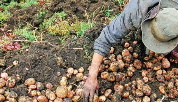 La historia de un verdadero campesino pereirano