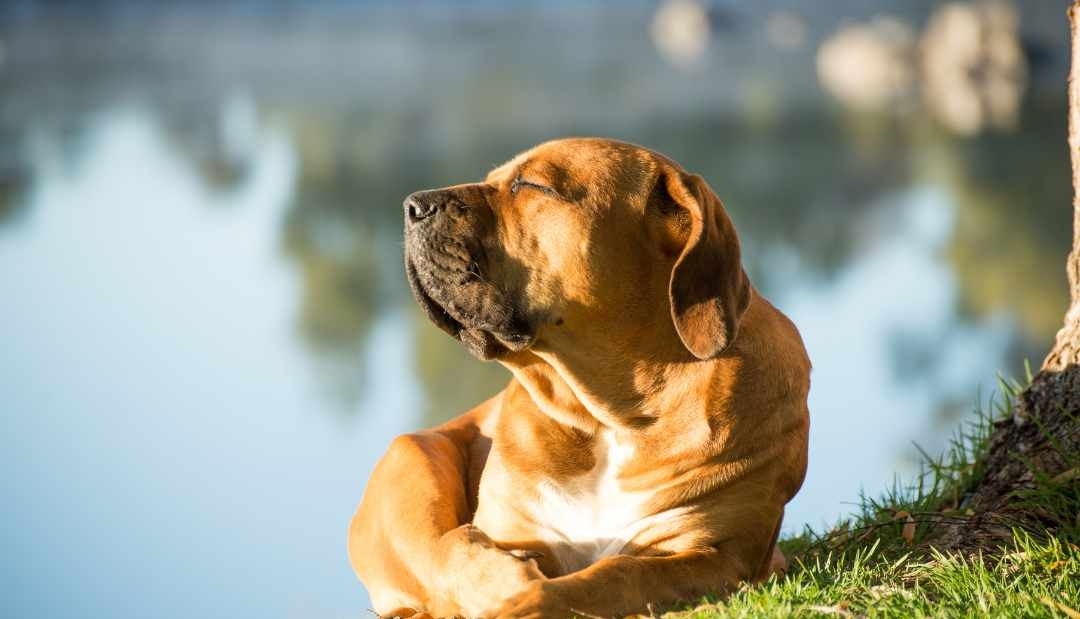 Lo que debe hacer si su perro sufre un golpe de calor 
