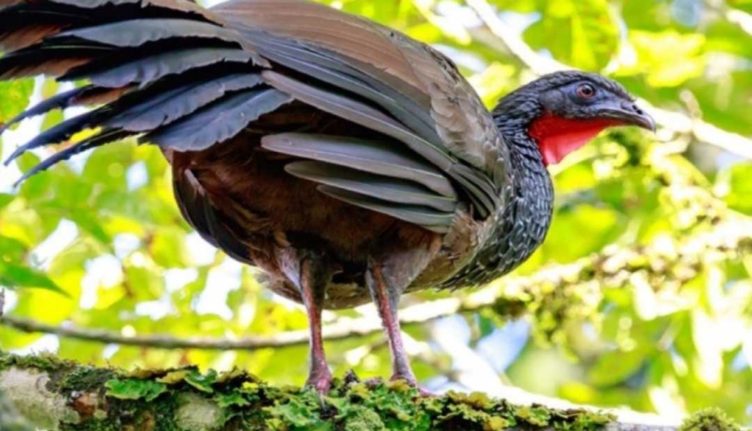 Exposición fotográfica a bordo del Buque Gloria destacará las aves emblemáticas de Pereira y la región