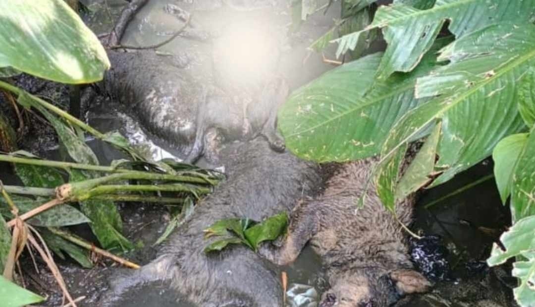 Alerta en Dosquebradas por perros muertos arrojados en una quebrada