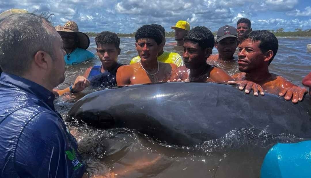Gran rescate: 200 delfines varados en una playa de Venezuela fueron liberados