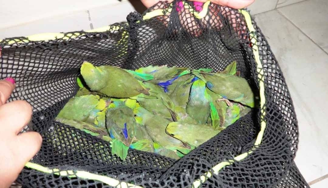 Seis personas arrestadas por intentar llevar 87 animales silvestres en su equipaje