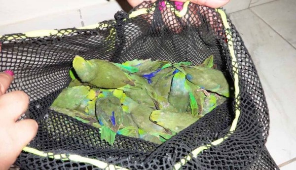 Seis personas arrestadas por intentar llevar 87 animales silvestres en su equipaje