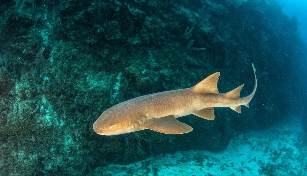 A la cárcel operador turístico en San Andrés que cebaba tiburones para que visitantes se tomaran fotos