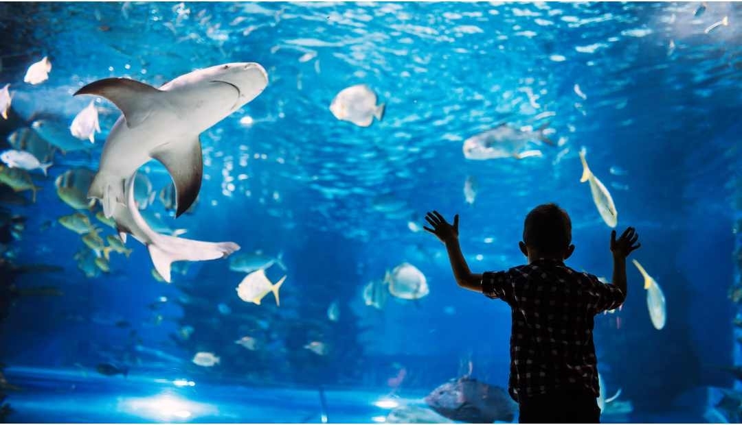 ¡Adiós a la injusticia! Después de 68 Años, cierran acuario de Miami por muertes y maltrato animal