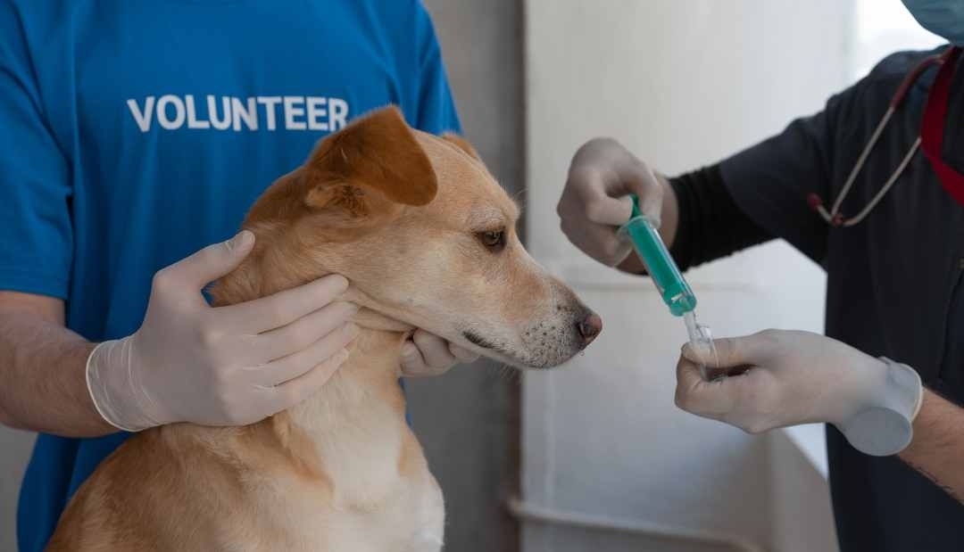 A la cárcel hombre que se hacía pasar por veterinario 