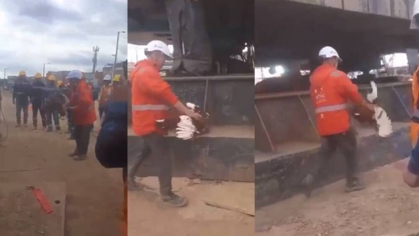 Escándalo en Obras del Metro de Bogotá: Denuncian Sacrificio de Gallinas