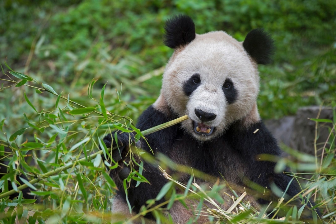 Panda es maltratado por su cuidador