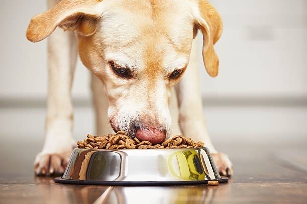 ¡Cuidado con lo que le das de comer a tu perro!