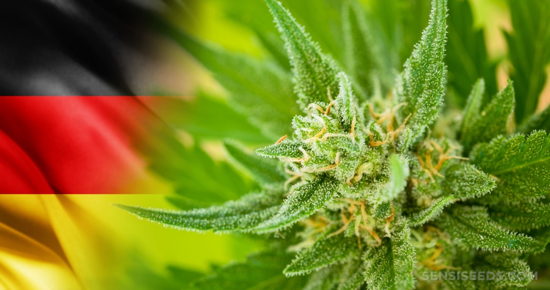 [Video] Legalizan el cannabis recreativo en Alemania y cientos de personas salen a celebrar 
