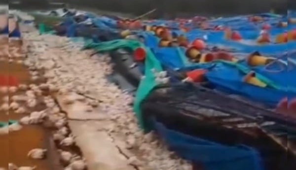 20.000 pollos murieron por fuerte vendaval en Piedecuesta, Santander