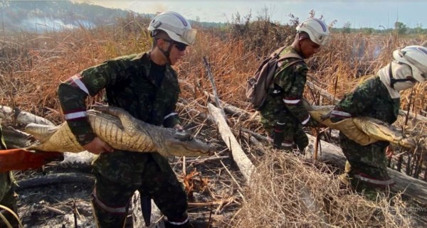 Soldados del Ejército continúan con el rescate de animales atrapados en incendio en Parque Isla Salamanca
