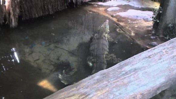 Sale a la luz fotografía de ‘Pepe’ el cocodrilo del Bronx que los 'Sayayines' alimentaban con carne humana