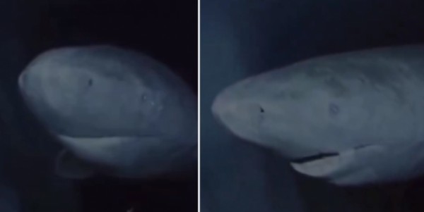 Encuentran tiburón de más de 300 años en Groenlandia