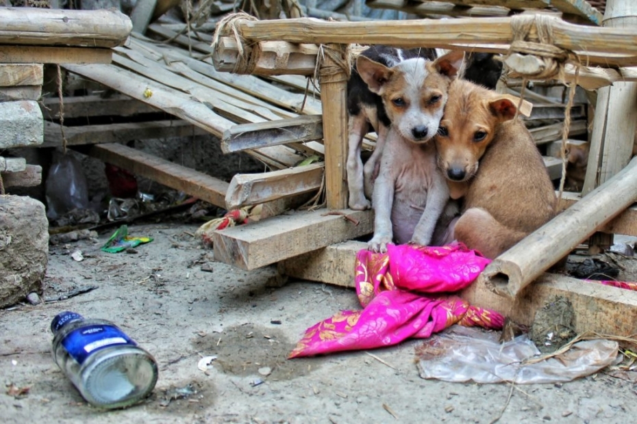 Turquía sacrificaría cuatro millones de perros callejeros en un mes si no encuentran hogar