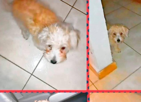 ¡Indignante! Mujer lanza a perrito desde un Piso 12 por venganza contra su ex