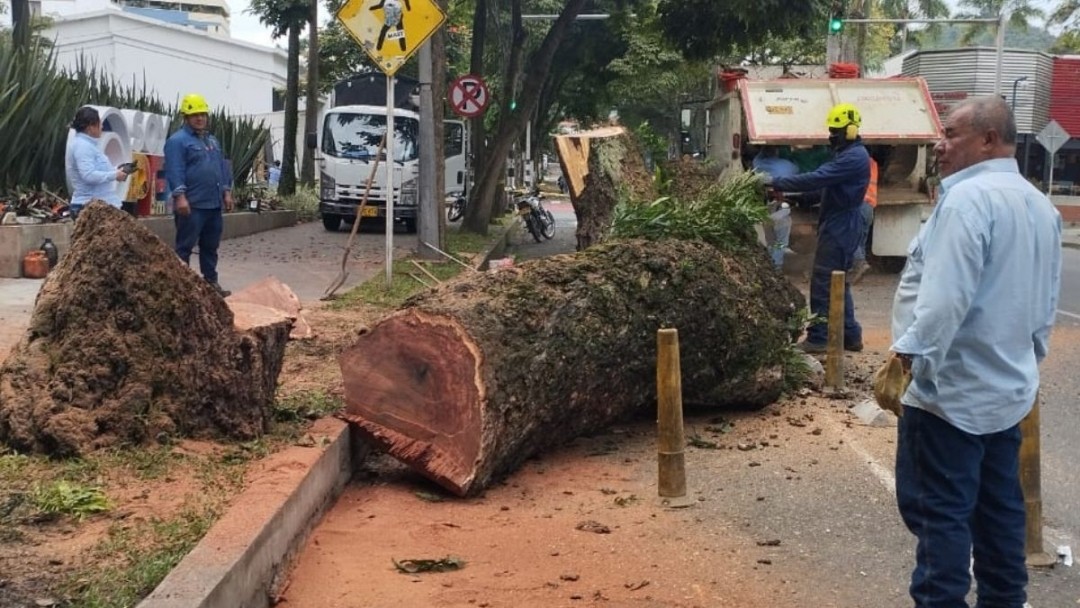 Secretaría de Infraestructura socializó nuevamente el por qué se realizó la tala de árbol, en la Avenida Circunvalar