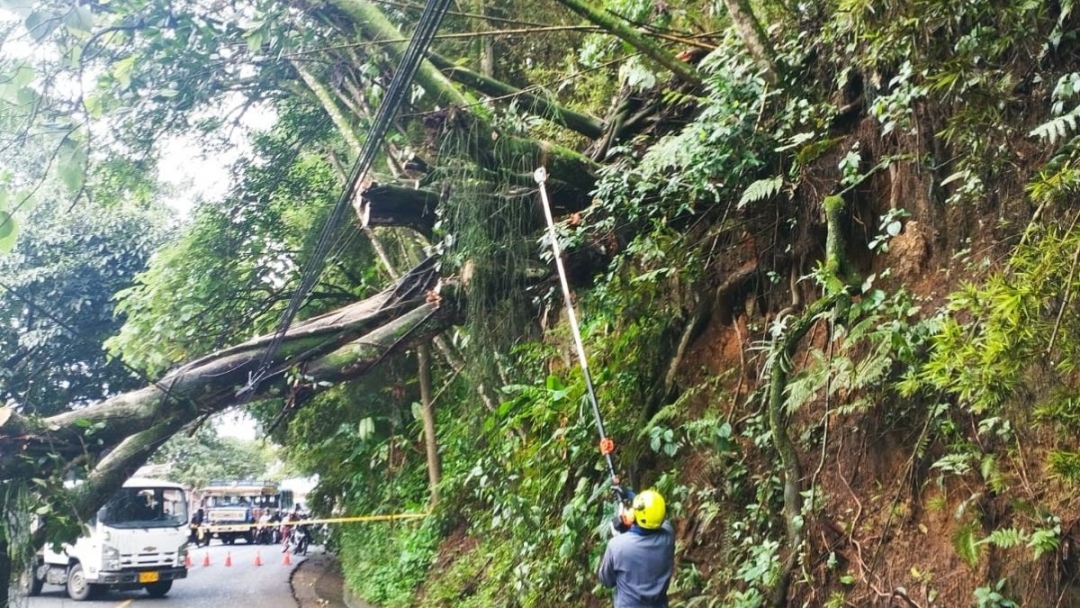 Retirado árbol caído en la vía Combia-Marsella