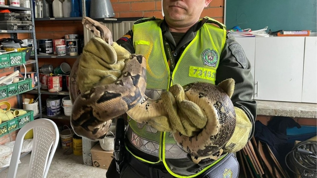 La Policía Metropolitana de Pereira realiza diferentes actividades en pro de preservar la vida de nuestros animales