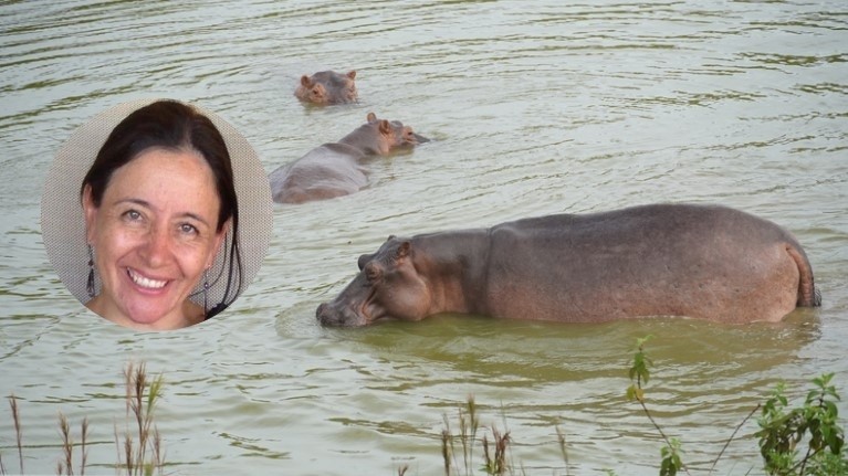 Controversia por Plan de Sacrificio de Hipopótamos del Magdalena Medio