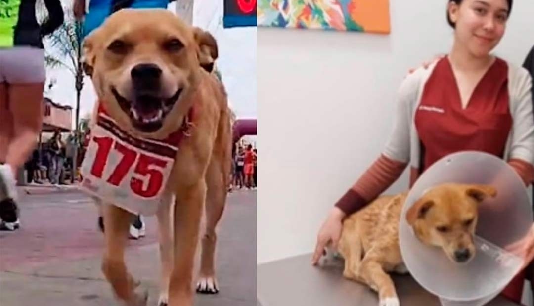 El chicles, perrito que se está volviendo viral en TikTok por su espíritu atlético