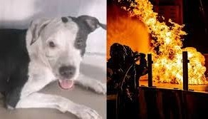Perrita salvó a su manada de un incendio 