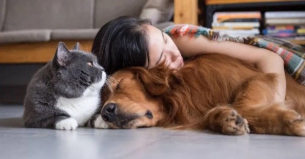 Corte Constitucional prohíbe el embargo de mascotas en procesos judiciales