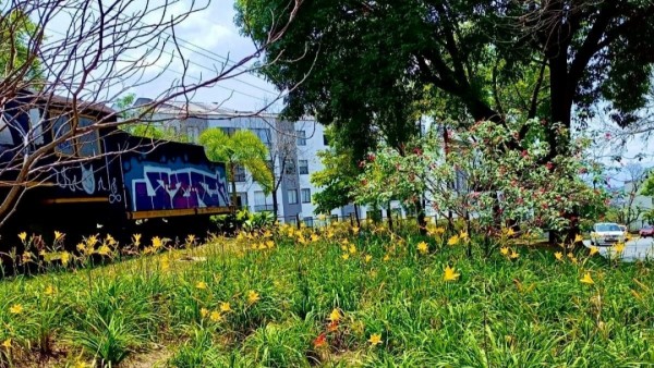 Renovando parques y jardines públicos reverdece Pereira