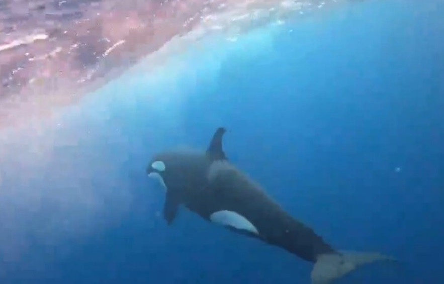 Avistan orcas por primera vez en el Santuario de Malpelo