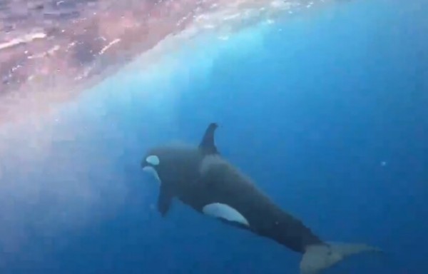 Avistan orcas por primera vez en el Santuario de Malpelo