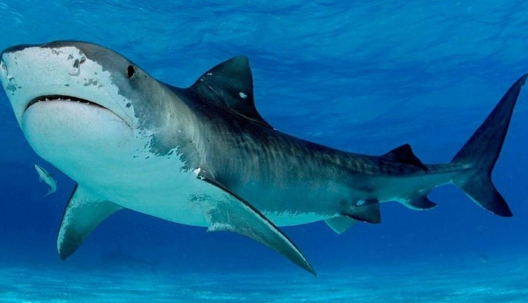 Turista ruso murió devorado por un tiburón en una playa en Egipto 