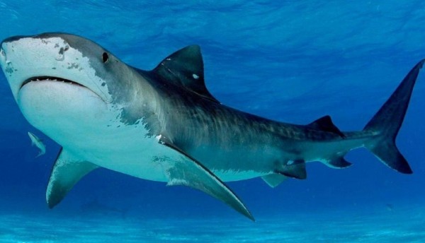 Turista ruso murió devorado por un tiburón en una playa en Egipto 