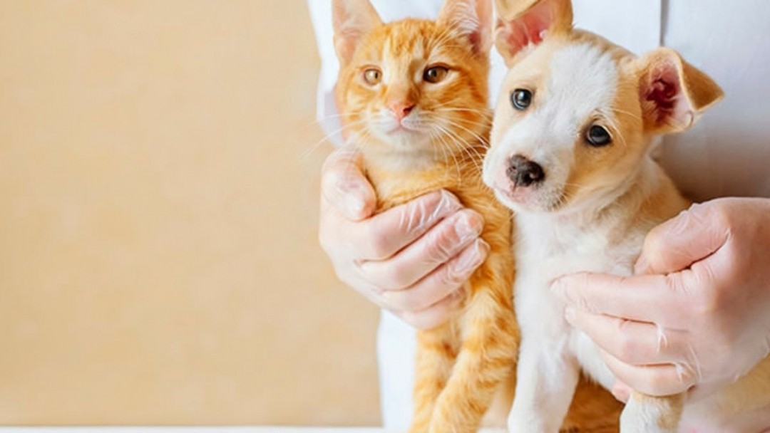 Jornada de esterilización en la comuna El Oso