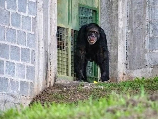 Yoko inicia nueva vida en santuario de Brasil tras años de cautiverio