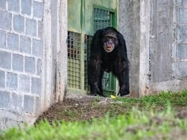 Yoko inicia nueva vida en santuario de Brasil tras años de cautiverio