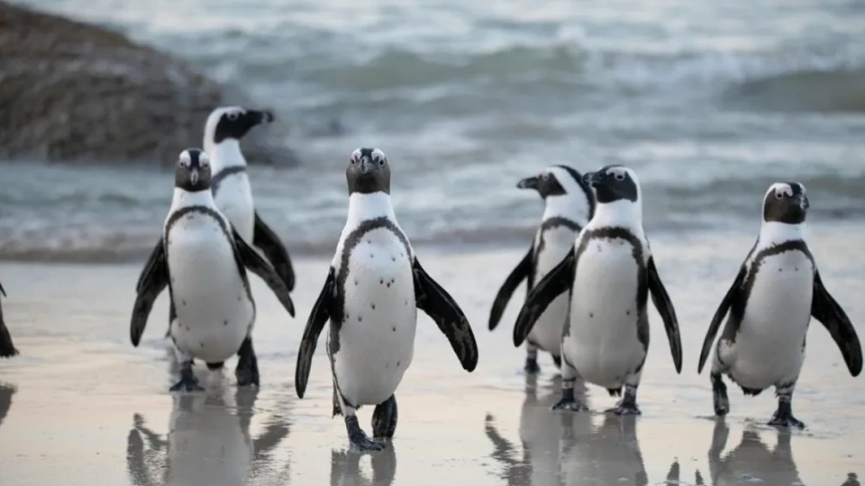 Trump impone aranceles a islas donde solo habitan pingüinos