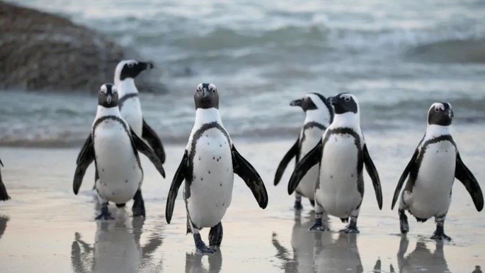 Trump impone aranceles a islas donde solo habitan pingüinos