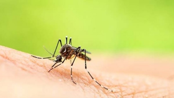 ¿Cómo va Risaralda con la fiebre amarilla? Alerta en el Eje Cafetero por brote nacional