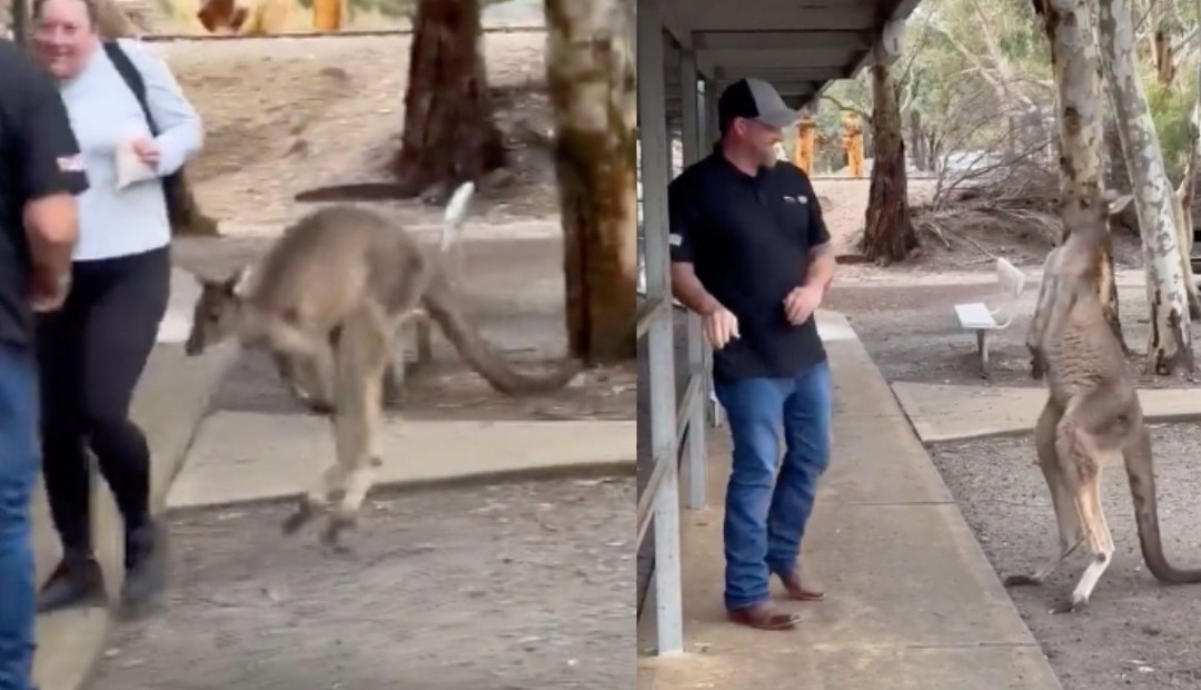 Estadounidense se fue a golpe con un canguro