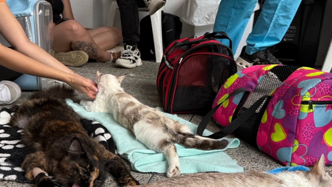 Con el respaldo del alcalde Mauricio Salazar, jornada de esterilizaciones en Altagracia suma 40 'peluditos' más y se sup