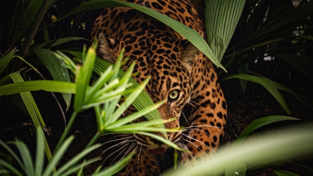 Milagros, la jaguar "consentida del Bio", lista para conquistar su hábitat natural en Ukumarí