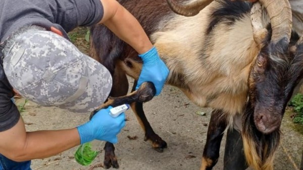 El bienestar animal y las buenas prácticas pecuarias siguen siendo un compromiso de la Alcaldía de Pereira