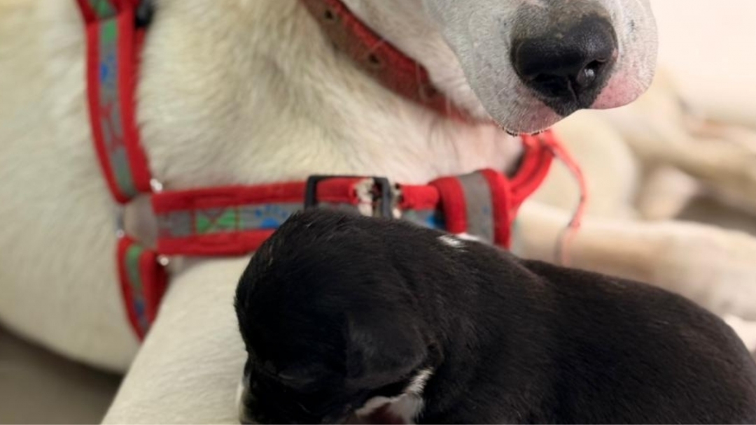 Manchas, la perrita valiente que subió la montaña cargando vida