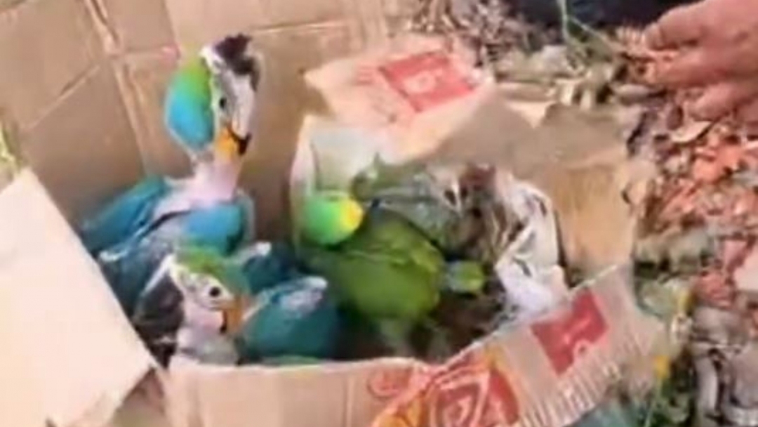 Capturado hombre que transportaba 27 loros silvestres en vía de Cundinamarca